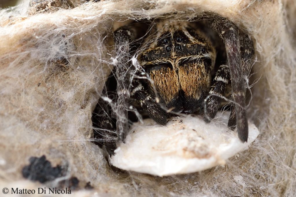 riconferma di Stegodyphus lineatus in Sicilia